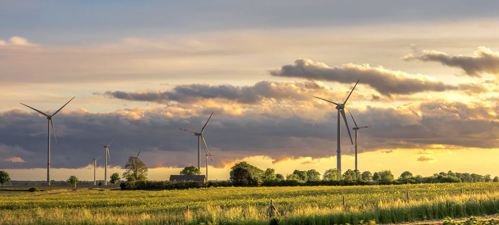 Wind turbines in a field at sunset